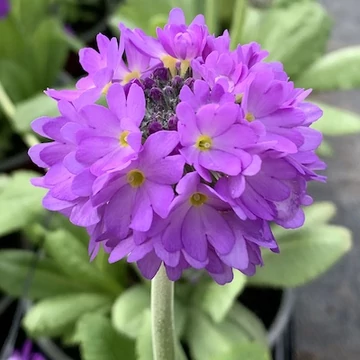 Primula denticulata 'Prom Lilac' – Gömbös kankalin