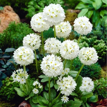 Primula denticulata 'Prom White' – Gömbös kankalin