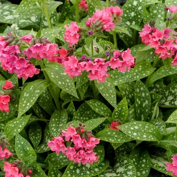 Pulmonaria 'Shrimps on the Barbie' – Tüdőfű