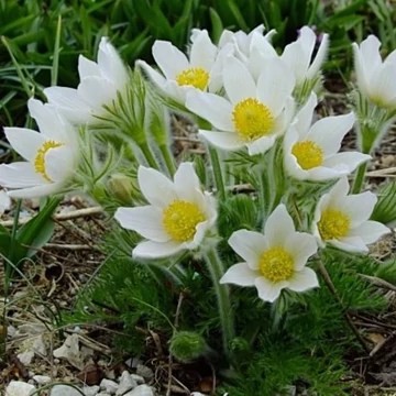 Pulsatilla vulgaris 'Pinwheel White' - Nyugati kökörcsin
