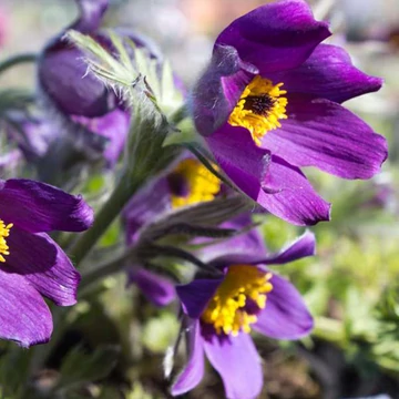 Pulsatilla vulgaris 'Pinwheel Blue Violet Shades' - Nyugati kökörcsin