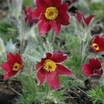 Pulsatilla vulgaris 'Röde Klokke' (syn.: 'Rote Glocke') - Nyugati kökörcsin