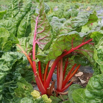 Rheum rhabarbarum – Rebarbara
