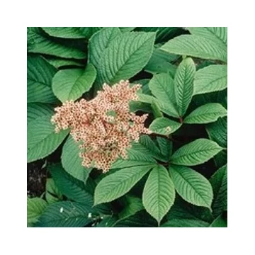 Rodgersia pinnata - Tenyeres tópartifű