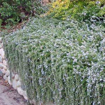 Rosmarinus officinalis 'Prostratus' – Kúszó rozmaring