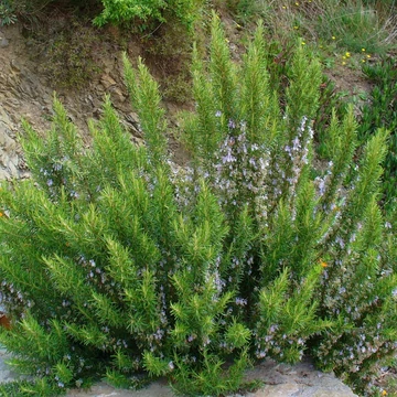 Rosmarinus officinalis - Rozmaring
