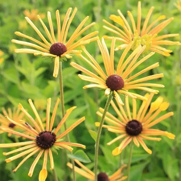 Rudbeckia subtomentosa 'Little Henry' – Kúpvirág