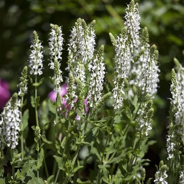 Salvia nemorosa 'Adrian' - Fehér ligeti zsálya