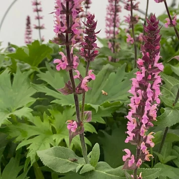 Salvia nemorosa 'Caradonna Pink' – Ligeti zsálya