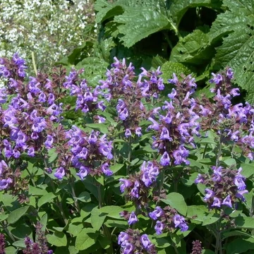 Salvia officinalis 'Berggarten' - Orvosi zsálya