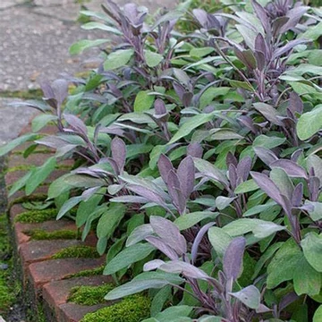 Salvia officinalis 'Purpurascens' - Orvosi zsálya