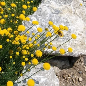 Santolina viridis (syn. S. rosmarinifolia) – Zöld cipruska