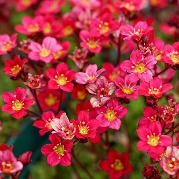 Saxifraga arendsii 'Peter Pan' - Kőtörőfű