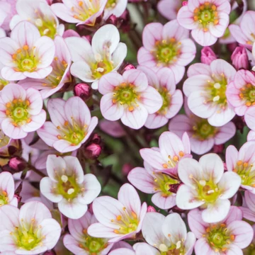 Saxifraga x arendsii 'Pixie Pan Appleblossom' – Kőtörőfű