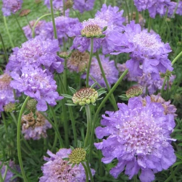 Scabiosa columbaria 'Butterfly Blue' – Ördögszem