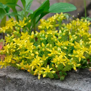 Sedum acre 'Aureum' - Sárga virágú varjúháj