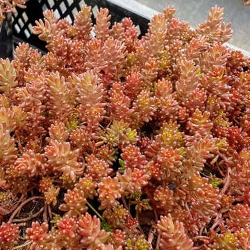 Sedum album 'Coral Carpet' - Fehér varjúháj