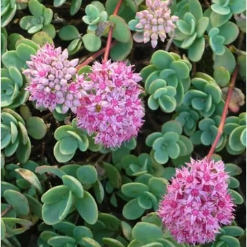 Sedum ewersii - Himalájai varjúháj