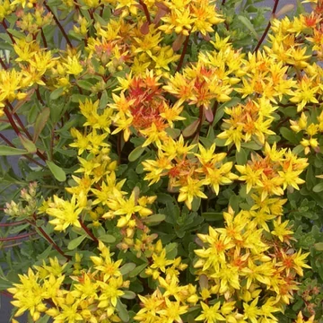 Sedum floriferum 'Weihenstephaner Gold' - Varjúháj