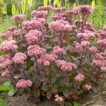Sedum 'Matrona' - Varjúháj
