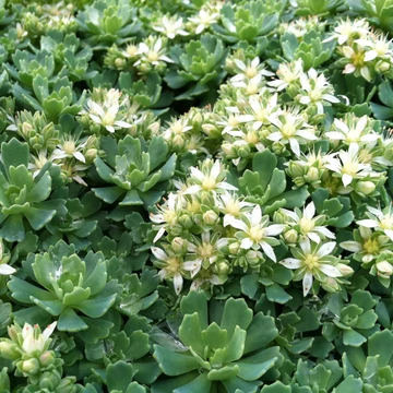 Sedum pachyclados – Varjúháj