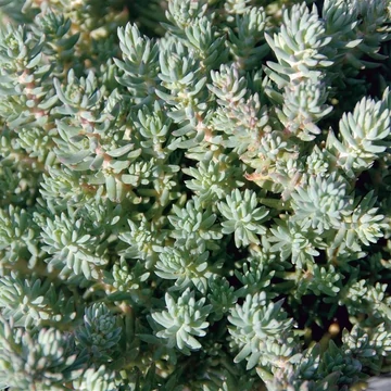 Sedum reflexum 'Blue Cushion' – Kövi varjúháj