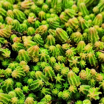 Sedum sexangulare - Hatsoros varjúháj