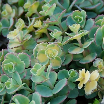 Sedum sieboldii 'Mediovariegatum' - Októberi varjúháj