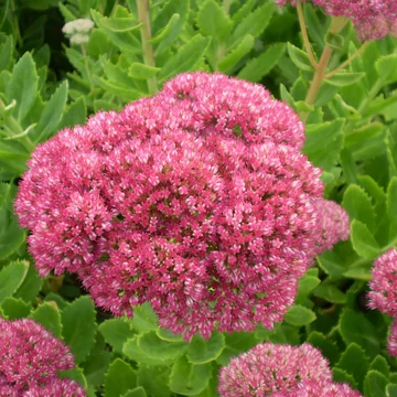 Sedum spectabile 'Brillant' - Pompás varjúháj