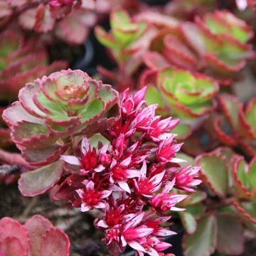 Sedum spurium 'Fuldaglut' - Kaukázusi varjúháj