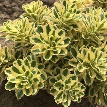 Sedum takesimense 'Atlantis' – Koreai varjúháj