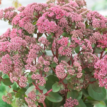 Sedum telephium 'Seduction Pink Passion' (Green-Pink) - Kárpáti (hegyi) varjúháj