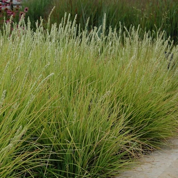 Sesleria autumnalis – Nyúlfarkfű