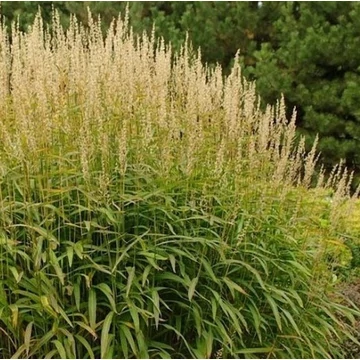 Spodiopogon sibiricus 'West Lake' – Hajtincsfű
