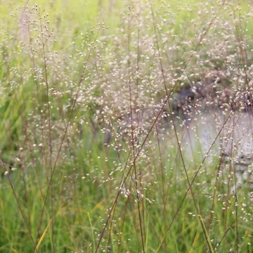 Sporobolus heterolepis 'Blue Fog' – Özönfű