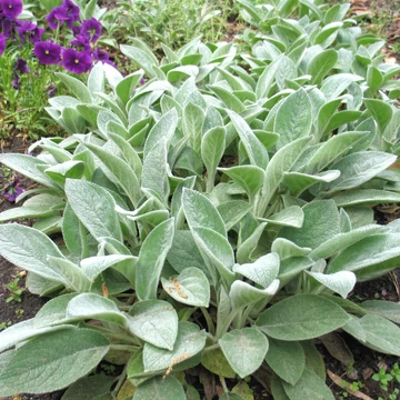 Stachys byzantina 'Big Ears' – Gyapjas tisztesfű