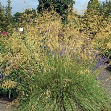 Stipa gigantea - Óriás árvalányhaj