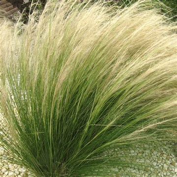 Stipa tenuissima 'Pony Tails' - Mexikói árvalányhaj