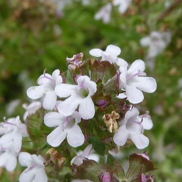 Thymus vulgaris - Kakukkfű