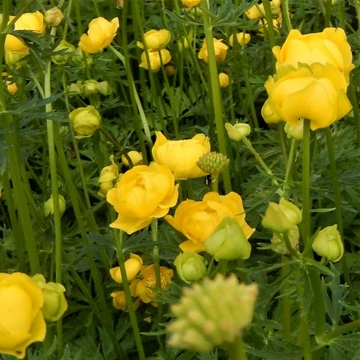 Trollius europaeus - Európai zergeboglár