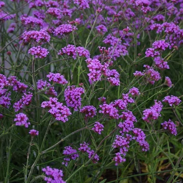 Verbena bonariensis 'Lollipop' – Ernyős verbéna, vasfű