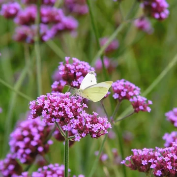 Verbena bonariensis – Ernyős verbéna, vasfű