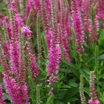 Veronica spicata 'Rosa Zwerg' - Veronika