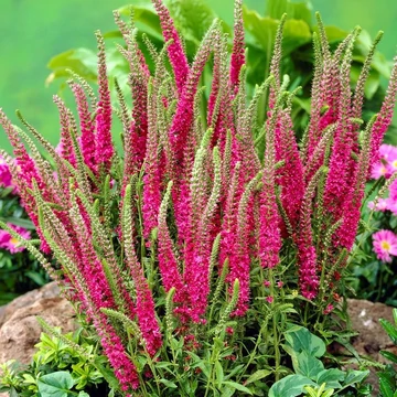 Veronica spicata 'Rotfuchs' (syn.: 'Red Fox') - Veronika