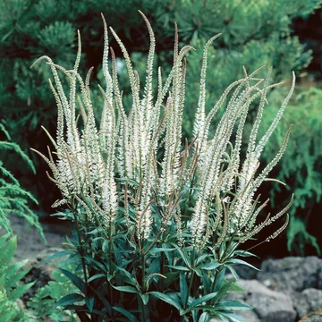 Veronicastrum virginicum 'Album' – Virginiai veronika