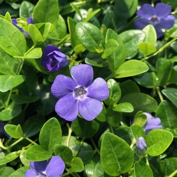 Vinca minor 'Bowles Variety' – Kis télizöld
