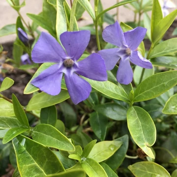 Vinca minor 'Flower Power' - Kis télizöld