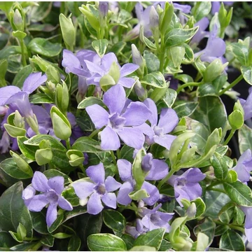 Vinca minor 'Ralph Shugert' – Kis télizöld
