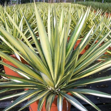 Yucca filamentosa 'Variegata' – Kerti pálmaliliom