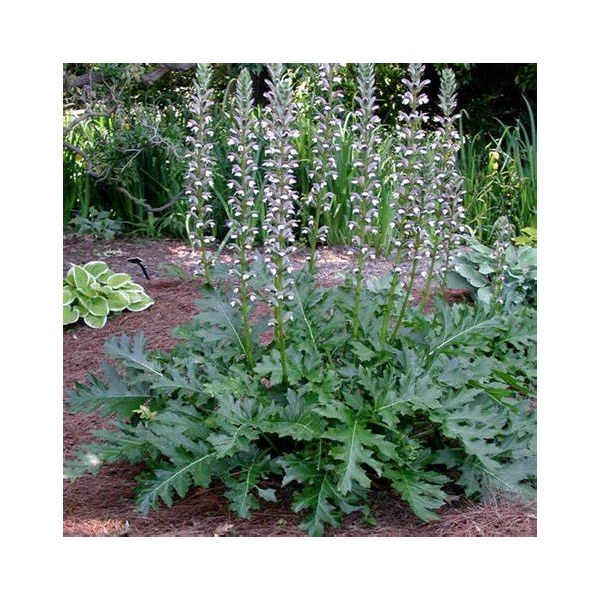 Acanthus mollis – Medveköröm